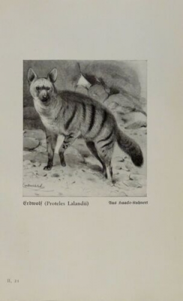1926 - Erdwolf / Gefleckte Hyäne - alter Druck